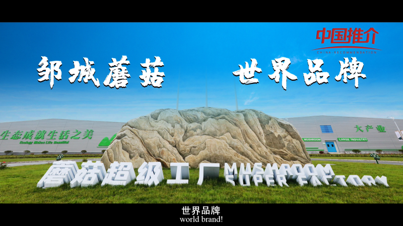 舌尖上的鄒城|鄒城蘑菇——成績斐然篇
