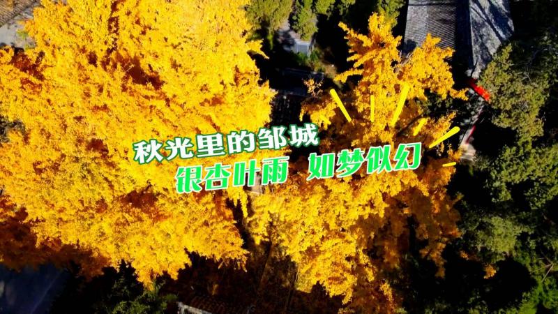 【鄒視頻·新聞】 49秒丨文化中國行：秋光里的孟廟——銀杏葉雨 如夢似幻