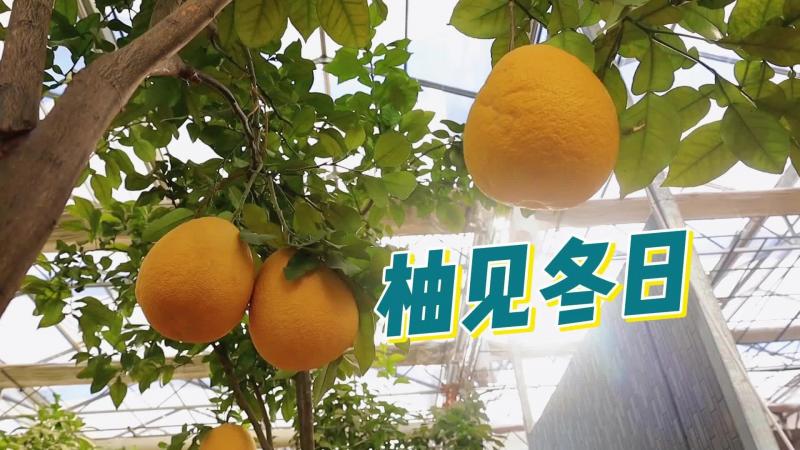【鄒視頻·新聞】23秒丨柚見冬日 每一口都是陽光的味道