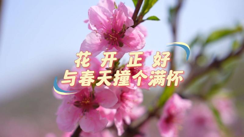 【鄒視頻·新聞】32秒丨花開正好 與春天撞個滿懷