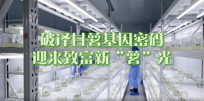 【鄒視頻·新聞】41秒丨破譯甘薯基因密碼 迎來致富新“薯”光