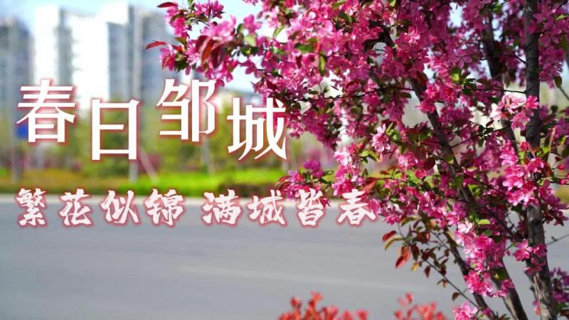 【鄒視頻·新聞】44秒 | 春日鄒城：繁花似錦 滿城皆春