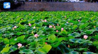 【鄒視頻·新聞】45秒丨鄒城：盛夏荷花開(kāi) 風(fēng)景美如畫(huà)